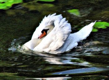 View of white birds in water