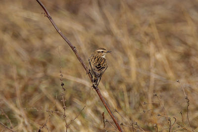 Bird perching on a plant