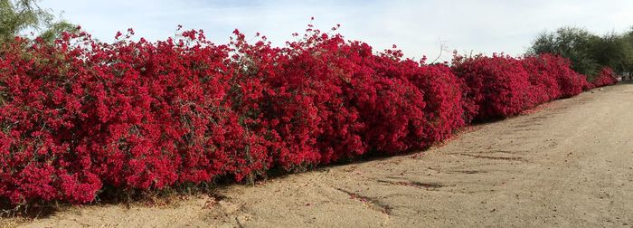 red