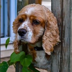 Close-up of dog looking away