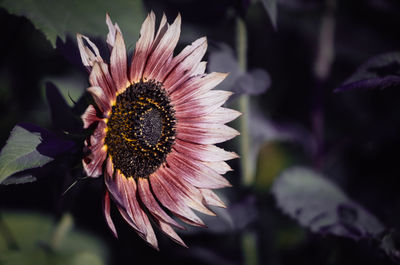 Close-up of pink flower