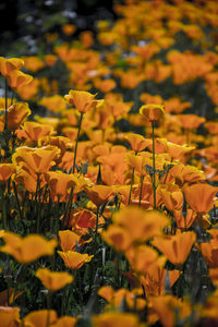 Close-up of yellow flowering plants on field