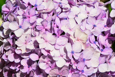 High angle view of purple flowering plants