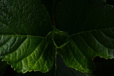 Close-up of green leaves