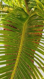Close-up of palm tree leaves