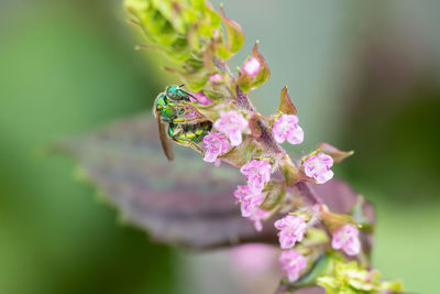 Euglossa is agenus of orchid bees. they're typically bright metallic blue, green, coppery,or golden 