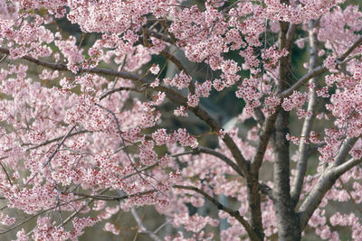 Low angle view of cherry blossom tree