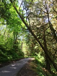 Road passing through forest