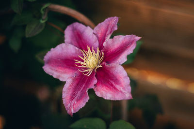 Close-up of pink flower