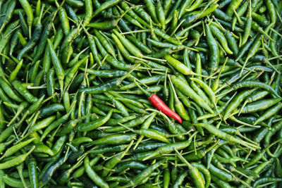 Full frame shot of green leaves