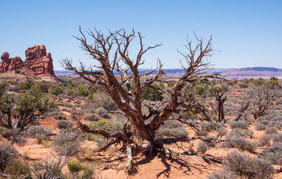 Bare trees on rock formations in desert against sky