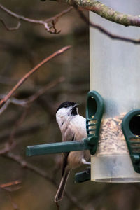 Close-up of bird perching on metal feeder