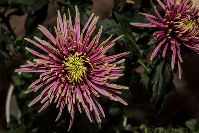 Close-up of flower blooming outdoors