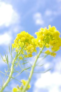 Close-up of yellow flowers