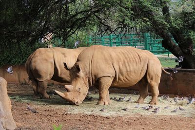 Two white rhinos in a zoo 