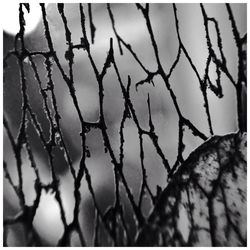 Close-up of chainlink fence