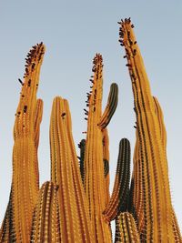 Low angle view of cactus against clear sky