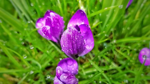 Close-up of water drops on purple crocus flower