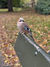 Close-up of bird perching on a bench