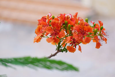 Close-up of orange flowering plant