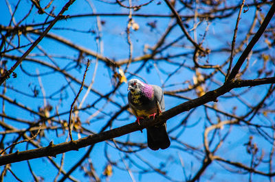 Low angle view of pigeon perching on bare tree