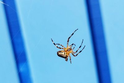Close-up of spider on web