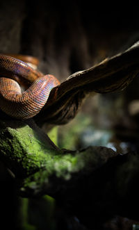 Close-up of lizard on tree