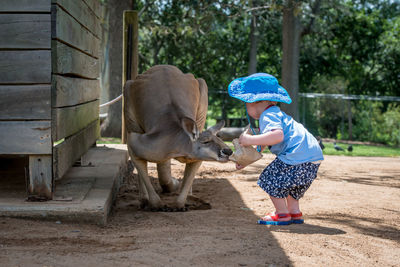 Full length of boy feeding kangaroo