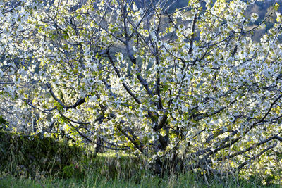 Low angle view of flowering plants on field