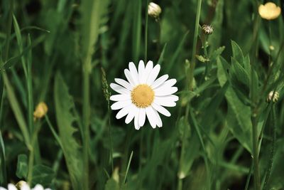 Close-up of white daisy flower