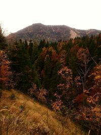 Scenic view of autumn trees against mountain range