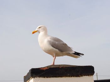 Close-up of seagull perching on wall against sky