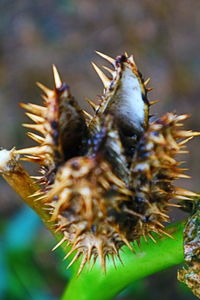 Close-up of caterpillar on plant