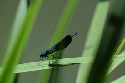 Close-up of insect on grass