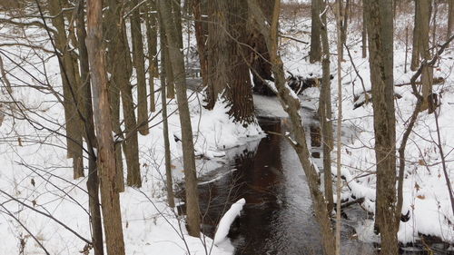 Frozen bare trees in forest during winter