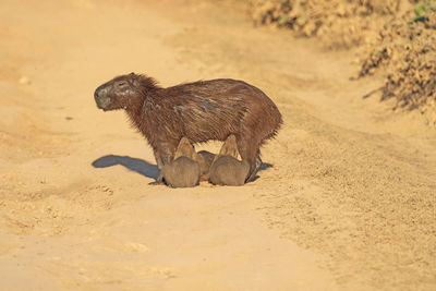 Capybara mother feeding her babies on the pantanal highway in brazil