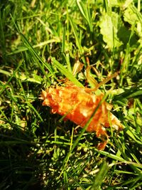 Close-up of mushrooms growing on grass