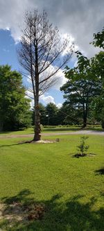 Trees on field against sky