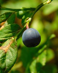 Close-up of fruit growing on tree