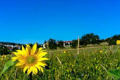 Yellow flowering plants on field against clear blue sky