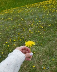 Low section of person holding yellow flower on field
