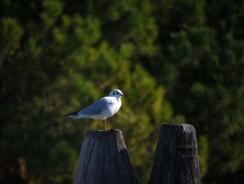 Close-up of bird perching on wooden post