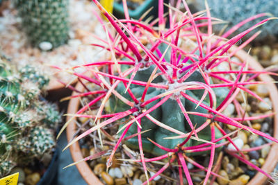 Close-up of succulent plant