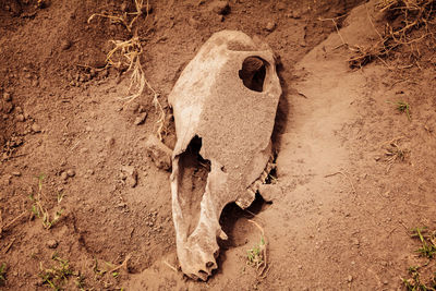 Close-up of dog on sand