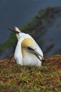 Close-up of bird perching on a land
