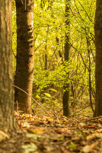 Trees in forest during autumn