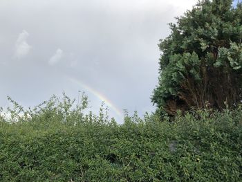 Scenic view of rainbow over trees in forest