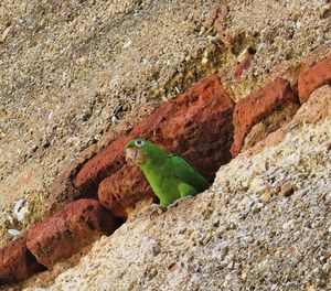 Close-up of green leaf on rock