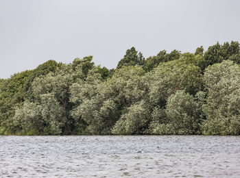 Trees by river against clear sky