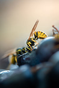 Close-up of insect on grape